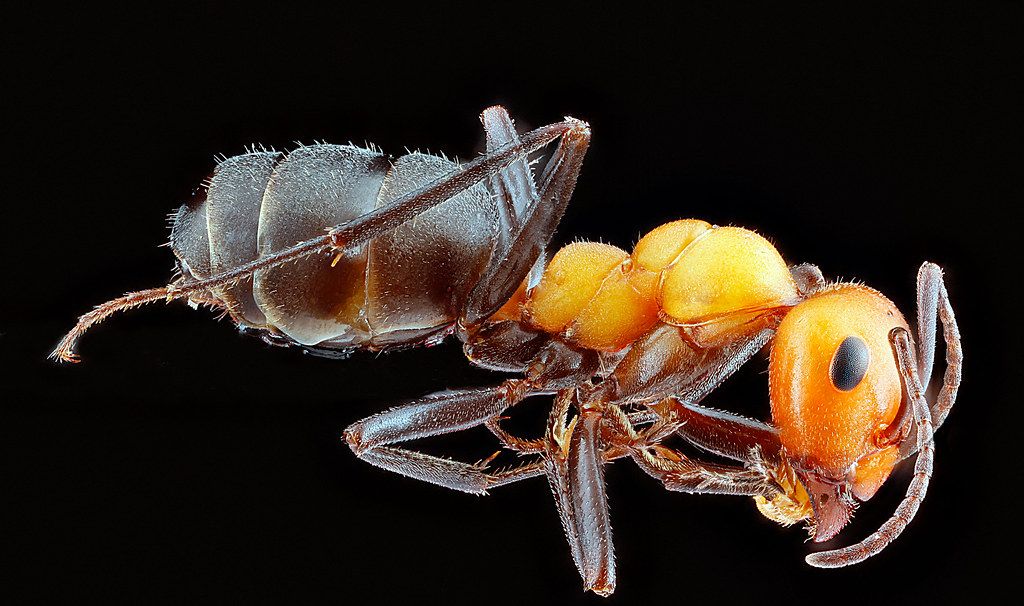 Ant Control service in Dunwoody, GA