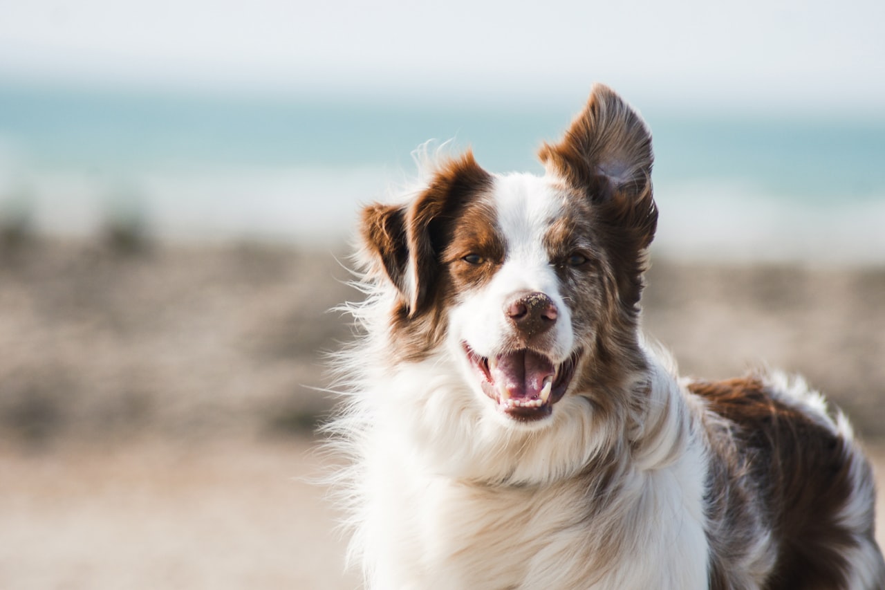 Flea & Tick Control service in Dunwoody, GA