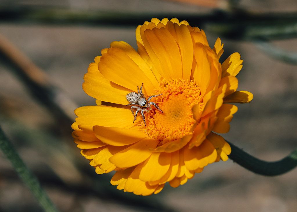 Spider Control service in Dunwoody, GA